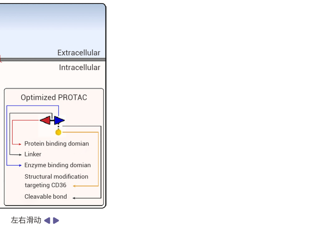 图 1. CD36 介导 PROTAC 及优化后 PROTAC 透膜原理 [1]。