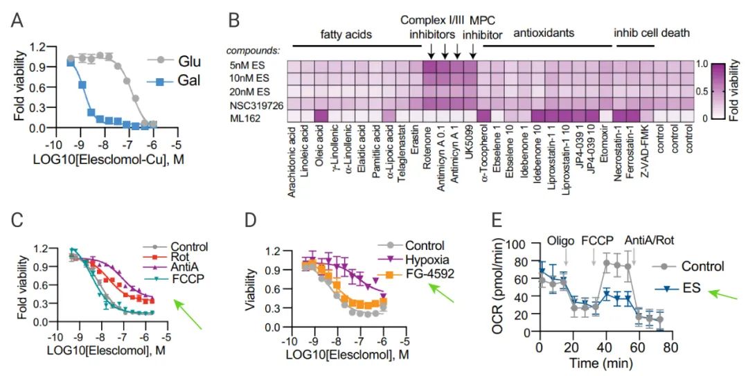 图 5. 线粒体呼吸调节铜细胞诱导细胞死亡[2] A-B：葡萄糖或半乳糖的条件下，检测细胞活力；B：Elesclomol 等处理细胞，检测细胞活力；C：FCCP 预处理细胞后用 Elesclomol 处理，检测细胞活力；D：对照组 (21% O2)、缺氧的条件 (1% O2) 或 FG-4592 (21% O2) 条件下检测细胞活力；E：细胞耗氧率检测