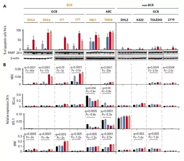 Figure1. BCR 信号抑制剂对促凋亡和抗凋亡 BCL2 家族成员的表达有不同的调节作用