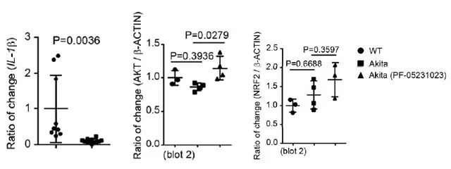 Figure 2. PF-05231023抗炎症和抗氧化功能