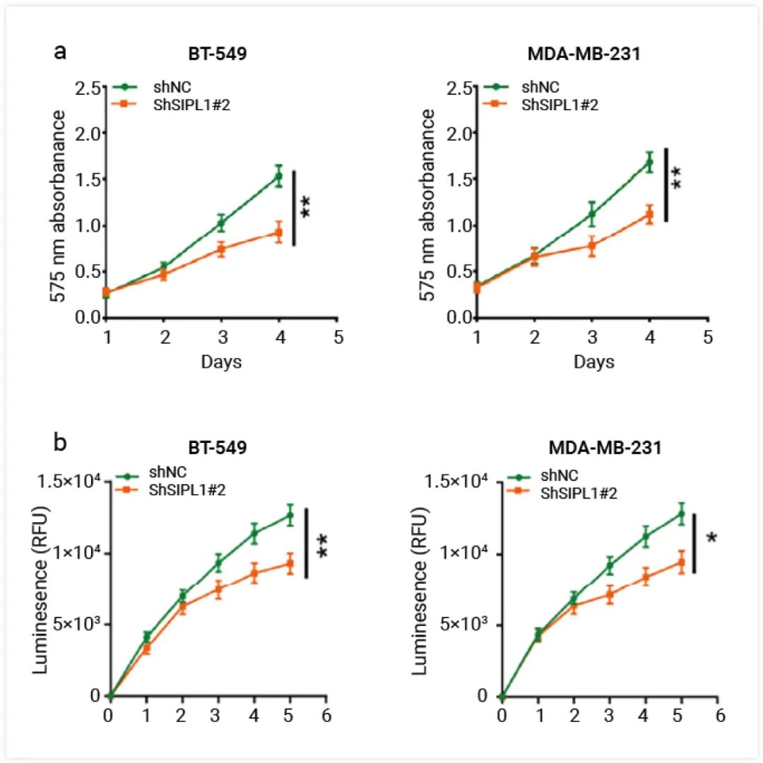 图 3. SIPL1 对 TNBC 细胞活力的影响[1] CCK-8 (a) 和 CTG 发光细胞活力测定 (b) 用指示载体转导 BT-549 和 MDA-MB-231 细胞增殖能力的分析。