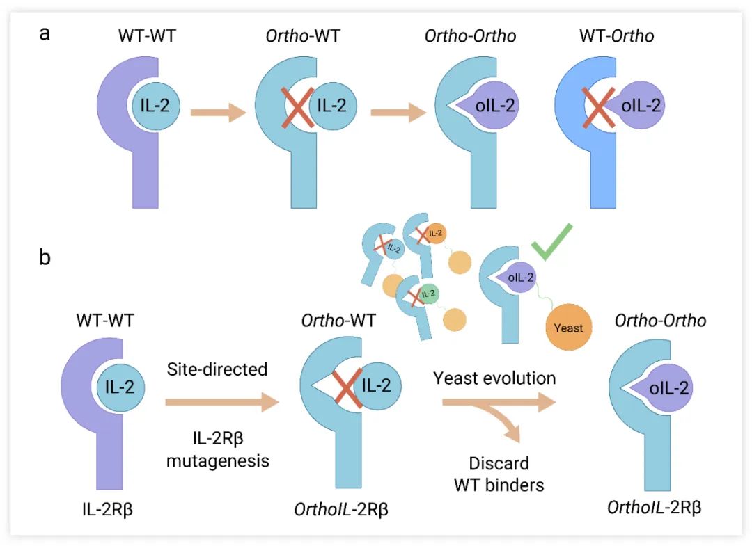 Fig. 2. 改造的 orthogonalIL-2 和 IL-2R 受体的设计[4]随后，在过继转移模型中，研究人员将供体小鼠的野生型和 orthoIL-2Rβ 改造的 T 细胞 (Thy1.1+) 混合，过继转移至受体小鼠 (Thy1.2+) 体内。