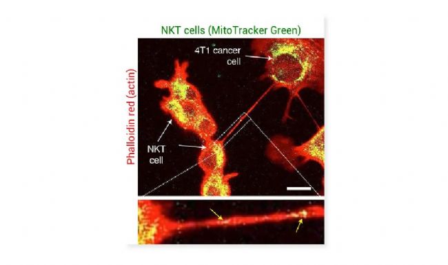 图 3. MitoTracker-Green 标记的线粒体从免疫细胞转移到癌细胞[2]。