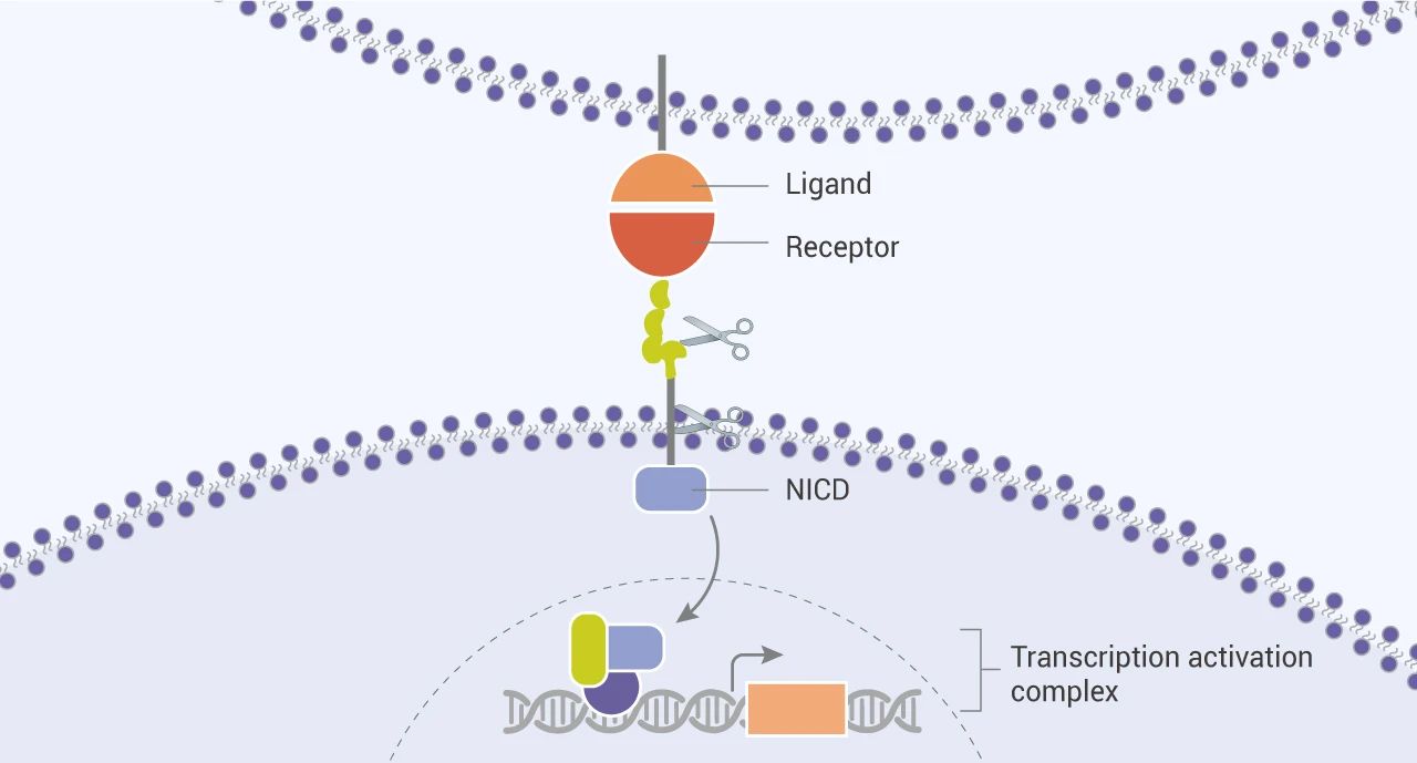 图 1. Notch 信号通路[1]