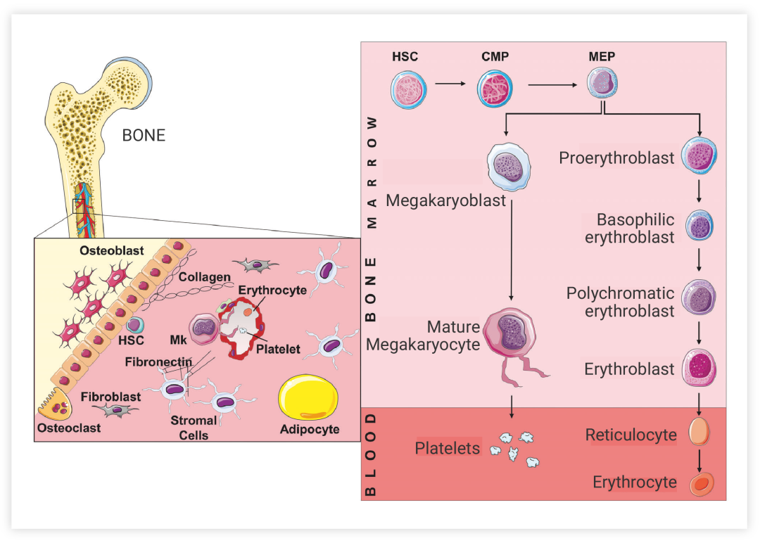 图 3. 造血干细胞的分化[7]。