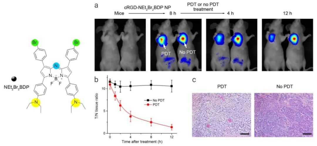 图 4. PDT 疗效的现场实时自我监测 a：cRGD-NEt2Br2BDP NP 对 U87MG 荷瘤小鼠皮下 PDT 和治疗监测。注射后 8h，对左侧小鼠的肿瘤进行 808 nm 照射；b：含或不含 PDT 的 U87MG 皮下荷瘤小鼠的时间依赖性 T/N 组织比率；c：经 PDT 或未经 PDT 治疗的小鼠的 肿瘤组织的 H&E 染色图像[7]。