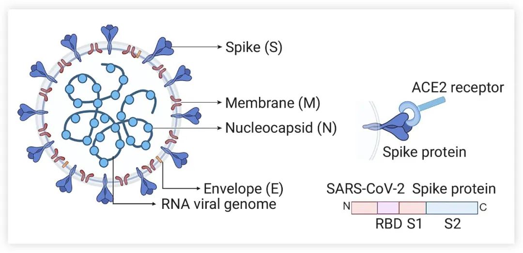 图 2. SARS-CoV-2 结构[3]