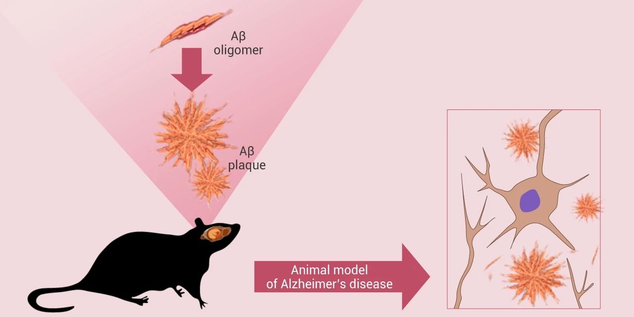 图 4. Aβ 蛋白注射诱导疾病模型[5]