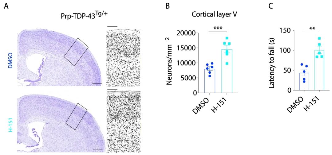 图 4. STING 的抑制阻止小鼠模型皮质层 V 神经元丢失