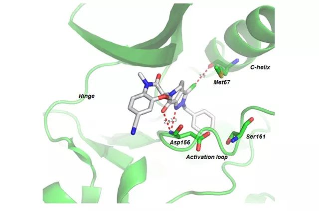 图 4.化合物 22 与 RIP1 蛋白的共晶复合物（图片来源：《J. Med. Chem.》）