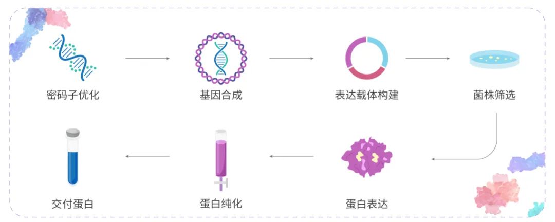 图 1. 重组蛋白表达步骤