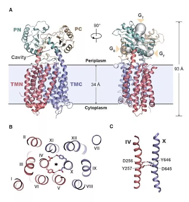 Figure 1.  来自耻垢分支杆菌 MMPL3 蛋白的总体结构