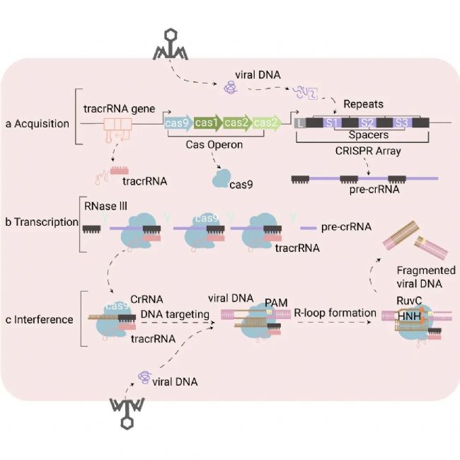 图 2.  Ⅱ 型 CRISPR/Cas9 基因编辑技术的工作原理[4]。 a. 在获取阶段，被噬菌体感染后，来自入侵者的 DNA 序列以间隔序列的形式整合到宿主 CRIPSPR 位点中，并以重复序列为间隔。b. 在转录阶段，转录出 pre-crRNA，随后 pre-crRNA 被切割产生成熟的 crRNA，每个 crRNA 由针对入侵者的重复序列和间隔序列组成。c. 在干扰阶段，Cas 蛋白直接在与 crRNA 间隔序列互补的位点切割外源核酸。