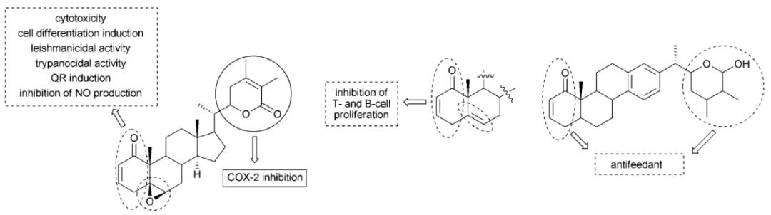 图 2. 醉茄内脂 (Withanolides) 不同活性的必需结构基团[4]