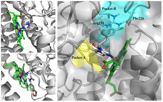 Fig 1. IDO1 活性位点示意图：左上为 2D0T (PDB ID)，左下为 4PK5 (PDB ID)，
