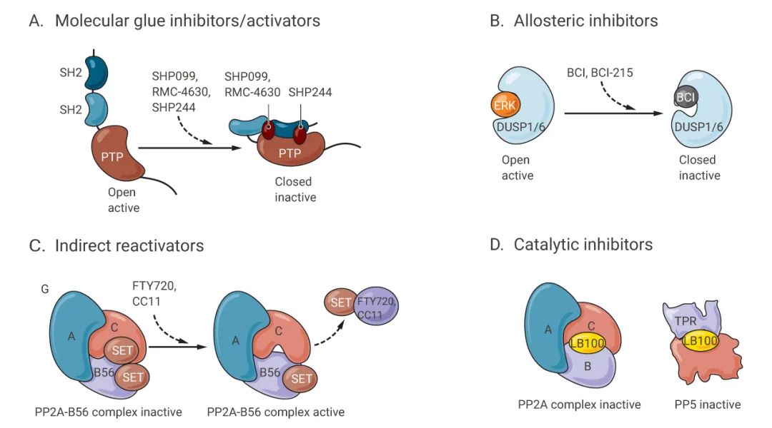 图 6. 磷酸酶靶向治疗的作用模式[8]
