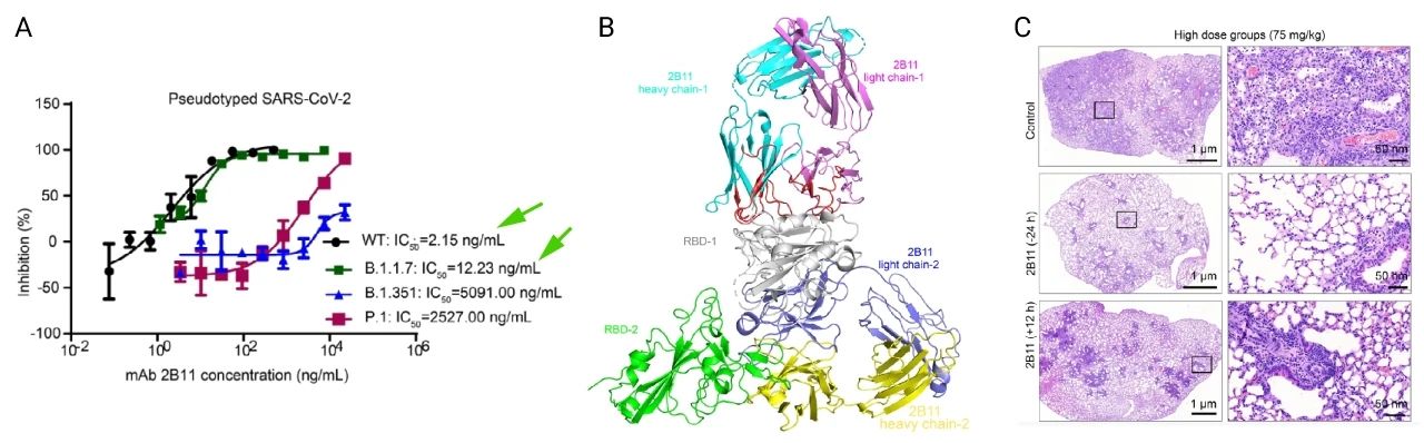 图 6. 2B11对WT SARS-CoV-2 和 B.1.1.7 变体的有效性[5] a. 2B11抑制WT SARS-CoV-2 和 B.1.1.7 变体的 IC50 值. b. 2B11-RBD晶体结构分析. c. 肺部组织免疫组化