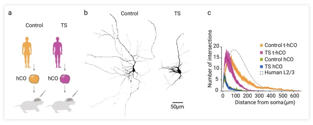 图 7. t-hCO 中的高级神经元特征揭示了人类皮层神经元中活动依赖性疾病表型[4]a. 将对照和 TS hiPS 细胞系产生的 hCO 移植到新生大鼠体内。b. 对照组和 TS 组 t-hCO 神经元的三维重建。c. hCO 和 t-hCO 中 TS 和对照神经元的 shell 分析。