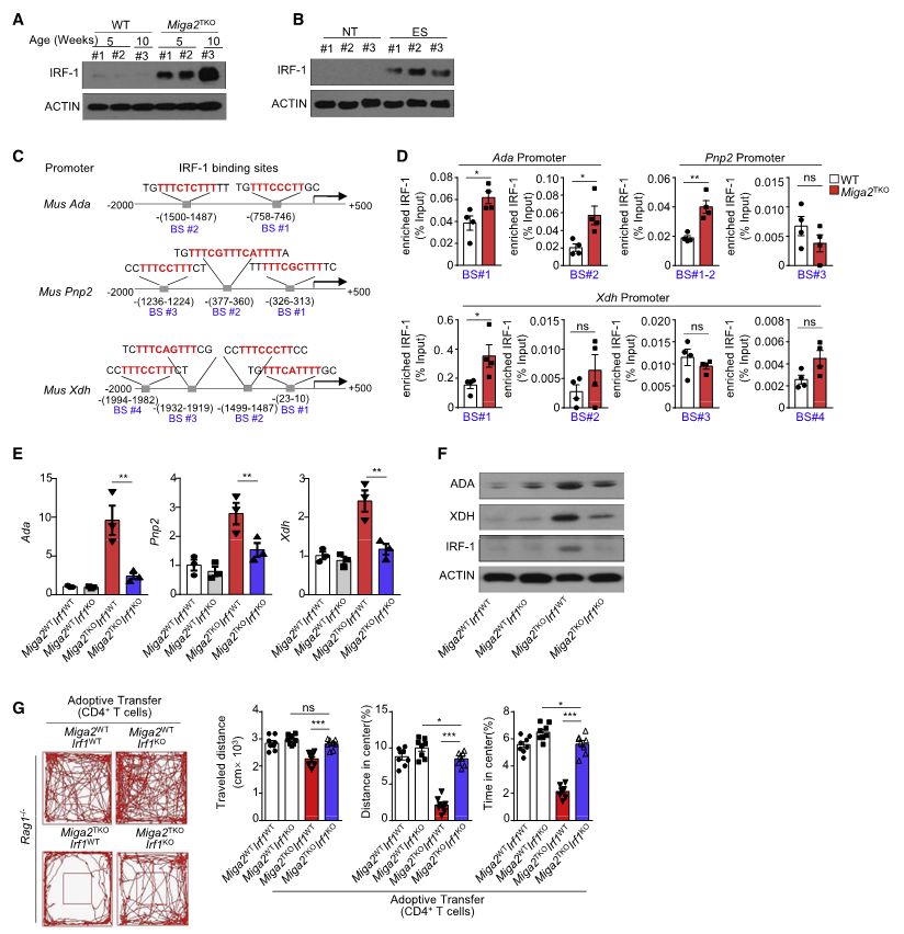 图 7. 积累的 IRF-1 控制 CD4+ T 细胞中的嘌呤合成和焦虑样行为
