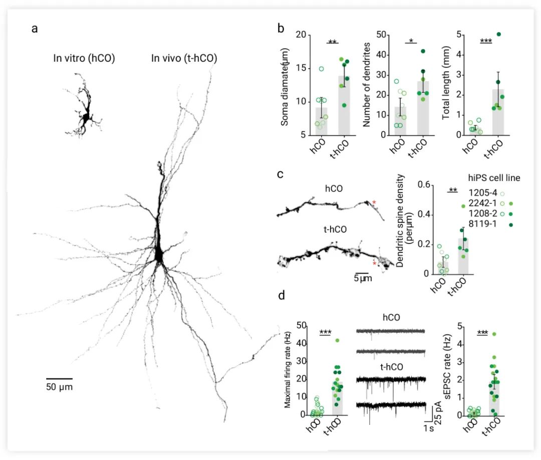 图 6. t-hCO 与体外的 hCO 并不相同[4]a. hCO 和 t-hCO 神经元的 3D 重建。b. 形态特征的量化。c. 分化 8 个月时，hCO 和 t-hCO 的 3D 重建树突状分支。d. hCO 和 t-hCO 神经元中的自发 EPSCs。