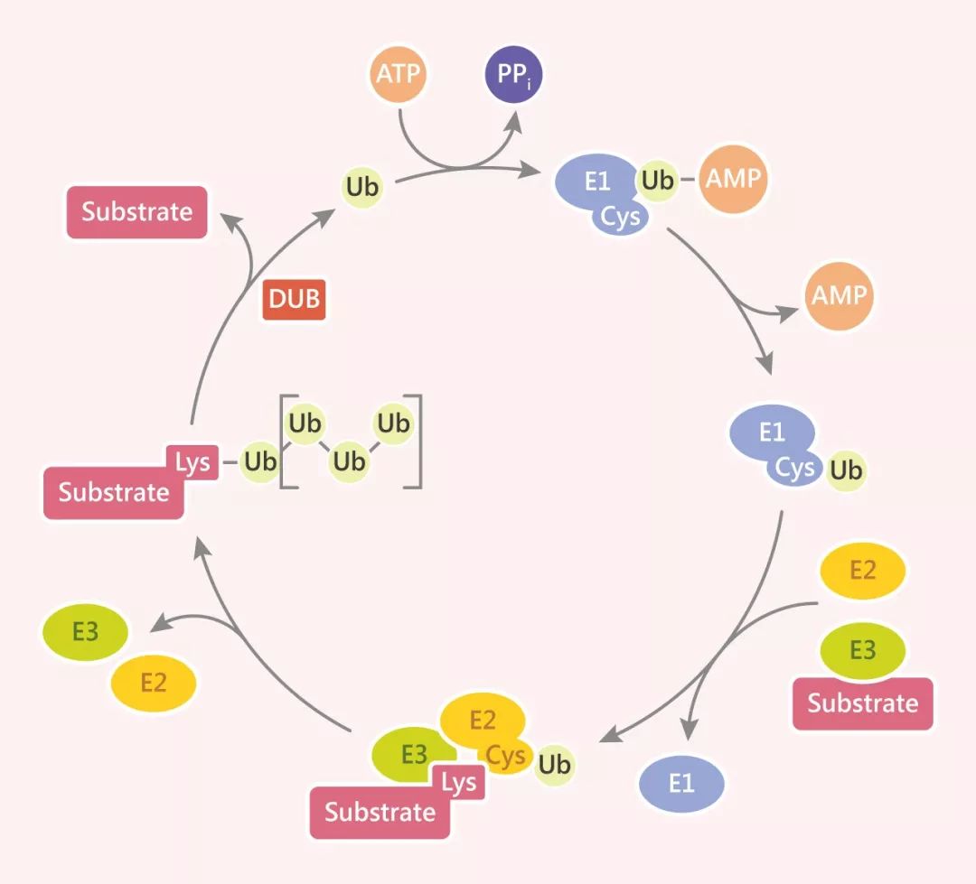 图 1. 蛋白泛素化过程[1]