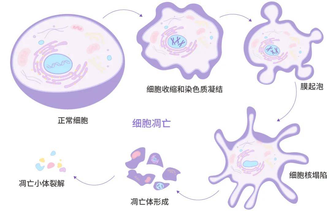 细胞凋亡的流式检测？实验步骤+结果解读，速戳！ | MCE