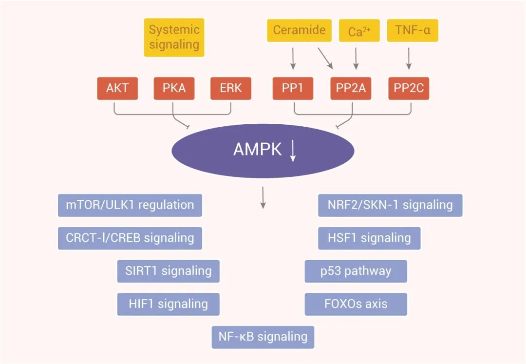 图 3. AMPK 激活的上游和下游信号通路的示意图[9]