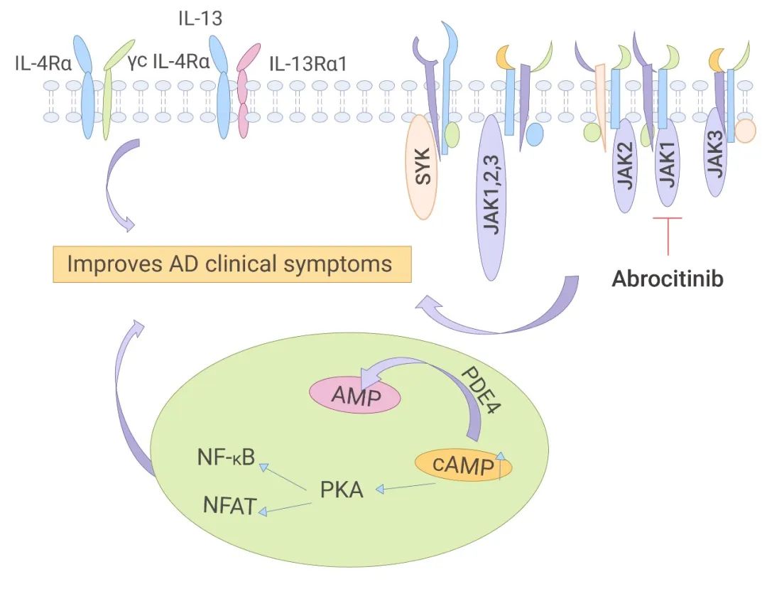 图 2. AD 相关的 JAK 信号通路相关抑制剂[2]