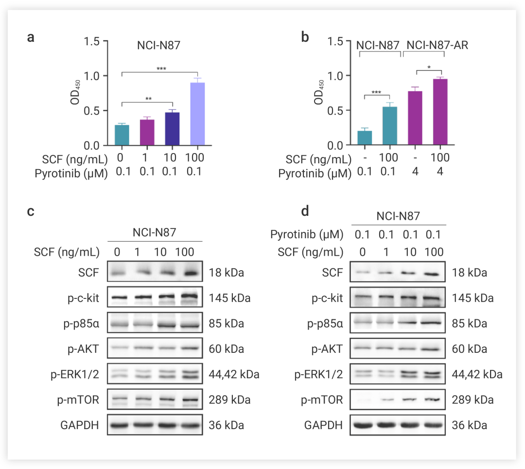 图 5. 用不同浓度的SCF (Purchased from MedChemExpress) 处理 NCI-N87 细胞时，无论是否添加了 Pyrotinib，SCF/c-kit 的表达以及下游的 PI3K/AKT 和 MAPK 途径蛋白表达都以剂量依赖的方式上调。