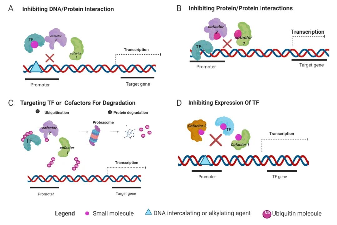图 4. 靶向转录因子的作用机制[6] A. 特异性小分子阻断转录因子/DNA 相互作用。B. 小分子抑制转录因子/蛋白质相互作用。C. 靶向转录因子或辅因子并通过泛素化进行降解。D. 通过抑制转录调节剂来控制转录因子的表达。 