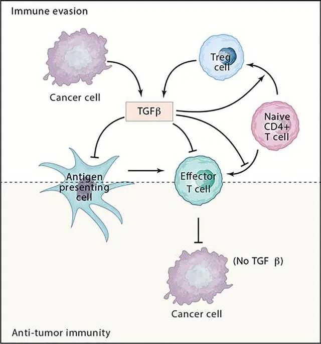 图 3. TGF-β 抑制肿瘤适应性免疫[9]