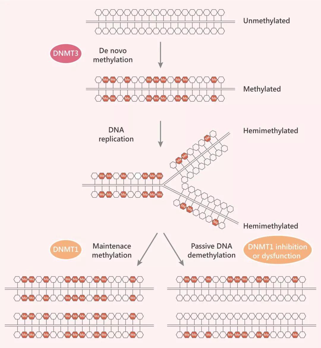 图 3. DNA 的从头甲基化与维持甲基化