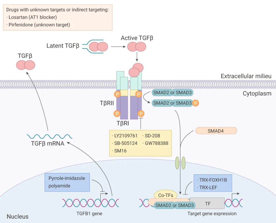 图 7. 靶向 TGFβ 信号传导[1]