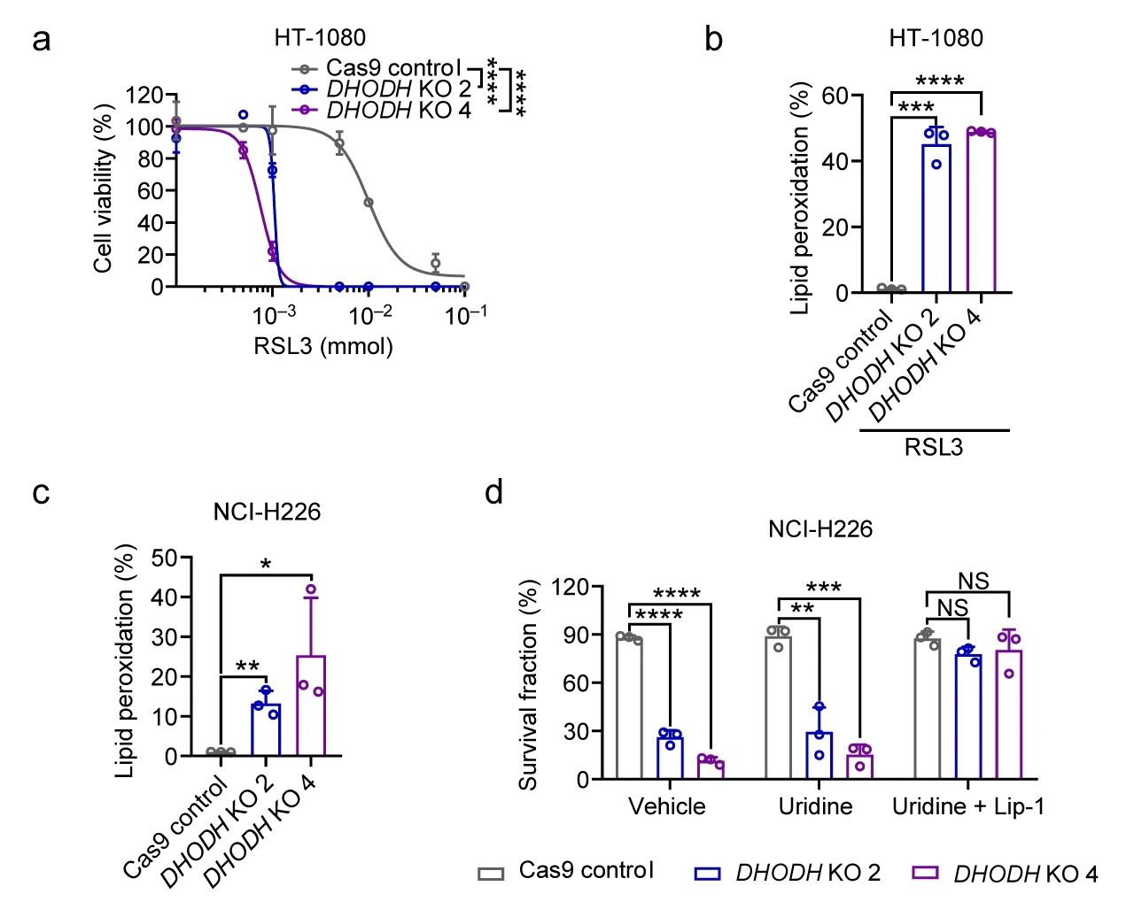 图 4. a: 用 RSL3 处理的 Cas9 对照和 DHODH KO (2/4) HT-1080 的细胞活力; b: Cas9 对照和 RSL3 处理的 DHODH KO HT-1080 细胞中的脂质过氧化; c: Cas9 对照和 DHODH KO NCI-H226 细胞中的脂质过氧化; d: 对照、尿苷或尿苷+ Lip-1 处理的 Cas9 对照和 DHODH KO NCI-H226 细胞的存活[1]