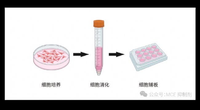 图 1. 实验流程和操作步骤。  （Created with BioRender.com）
