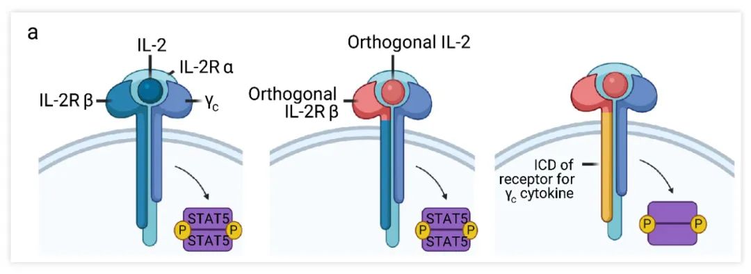 Fig. 4. 野生型 IL-2Rβ，改造的 orthoIL-2Rβ  或 γc 家族改造受体的示意图[5]