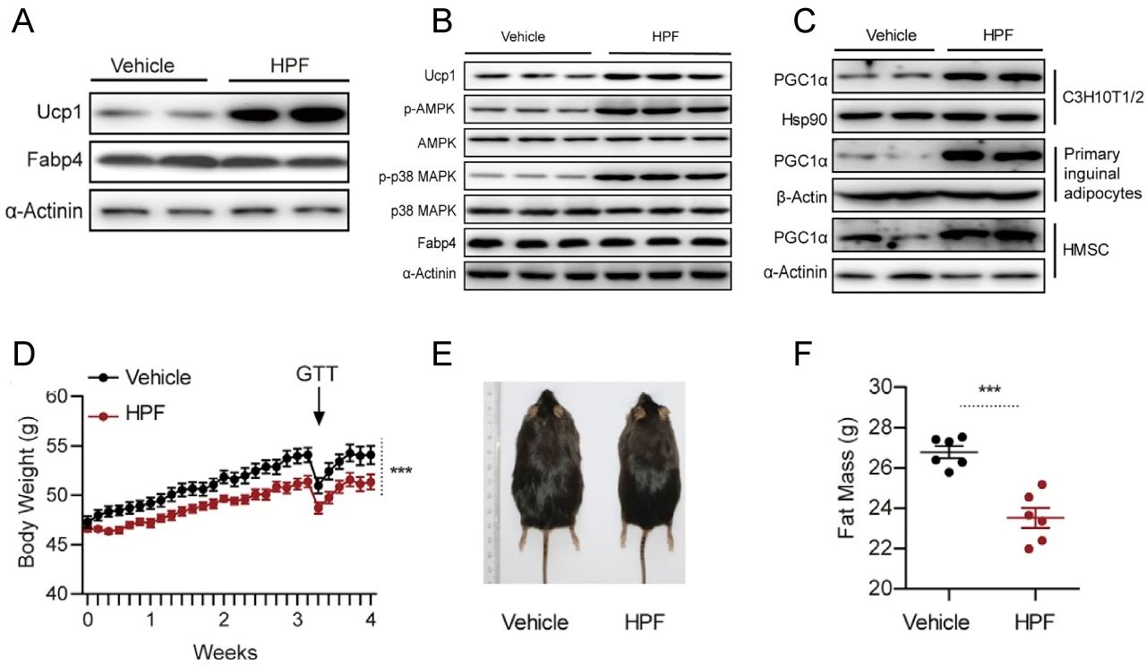 图 2. HPF 通过激活 AMPK-PGC1α-Ucp1 途径促进脂肪细胞产热，抑制肥胖