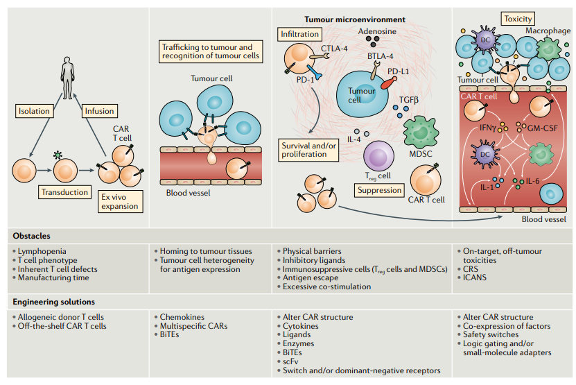 图 3. CAR-T细胞的生命周期及其生物学功能[3]