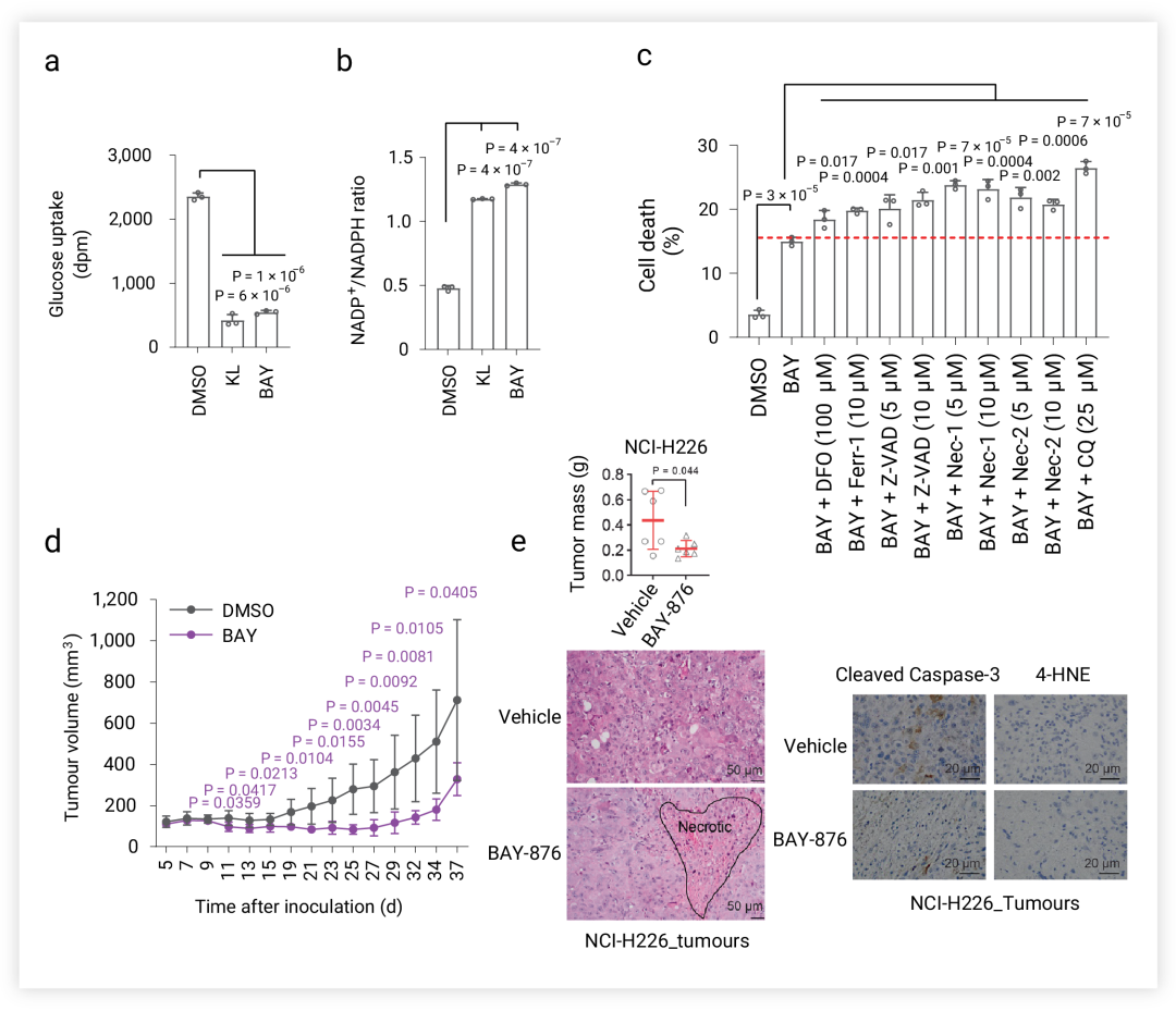 图 6. GLUT 抑制剂诱导 SLC7A11 高表达细胞死亡[5]a,葡萄糖摄取水平。b.NADP+/NADPH比值 c. 死亡细胞的比例。BAY-876 与DFO, fer-1，Z-VAD、 Nec-1、Nec-2 和 CQ 在指定浓度下处理 7h。d. NCI-H226 异种移植模型中肿瘤体积随时间的变化。e. NCI-H226 异种移植物的重量以及 NCI-H226 肿瘤区域的 HE 染色和免疫组化染色。