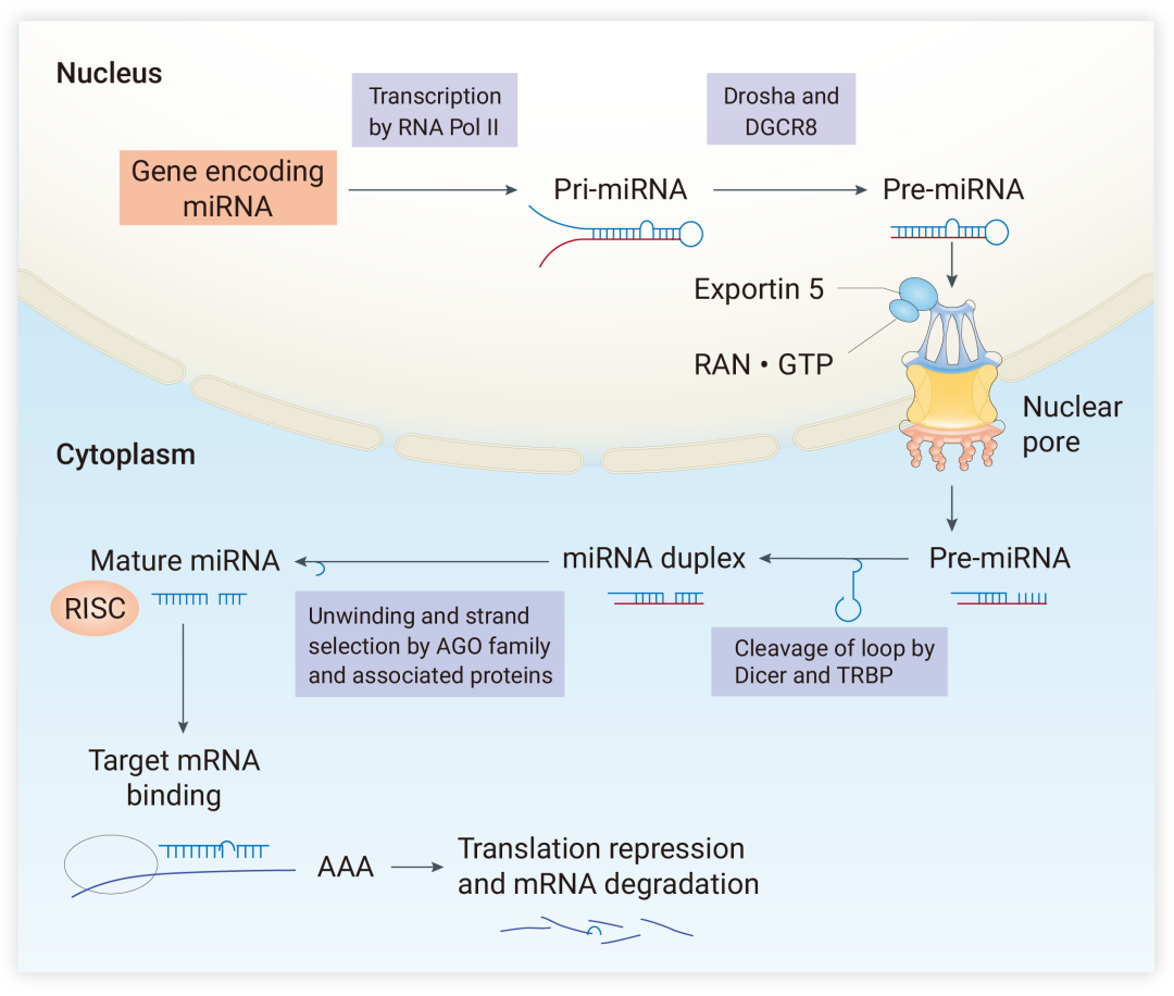 图 1. miRNA 的生物发生[3] miRNA基因由RNA聚合酶Ⅱ 转录，生成较长的前体 pri-miRNA，然后与辅助因子 DGCR8 一起被核糖核酸酶 Drosha 切割，从而产生一个发夹状的 pre-miRNA。随后，在 Exportin 5-RNA•GTP 复合体介导下，pre-miRNA 从细胞核转移至细胞质中，并在细胞质中被核酸酶 Dicer 切割掉末端的茎环结构，形成一个成熟的 miRNA 双链。成熟的 miRNA 被装载到Argonaute(AGO) 蛋白上，结合形成 miRNA-诱导沉默复合物 (miRNA-inducing silencing complex,miRISC)，AGO 蛋白会对 miRNA 两条链进行选择，5’端热稳定性较低的 miRNA 引导链 (miRNA guide strand) 优先被保留，另一条乘客链 (miRNA pass) 则被降解。