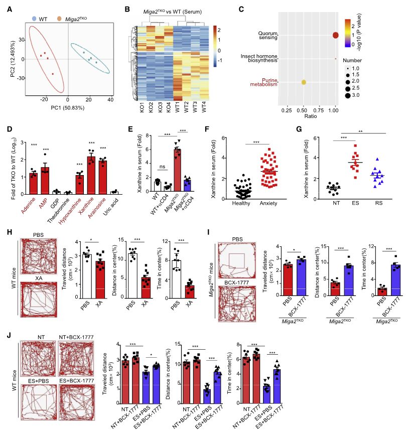 图 4. CD4+T 细胞中的线粒体裂变导致血清嘌呤的系统性增加