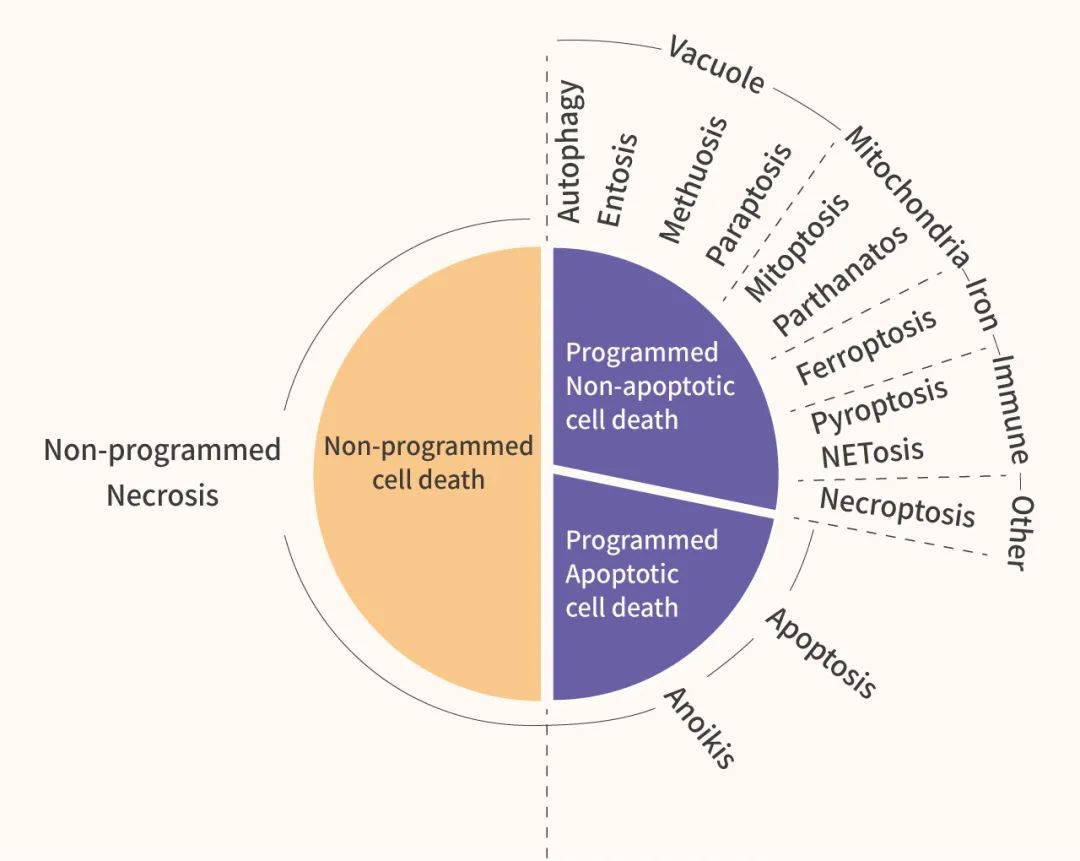 图 1. 细胞死亡分类[2]