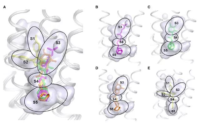  Figure 4. MMPL3 质子传递通道的口袋分区（SQ109：洋红色棒；AU1235：绿色棒；ICA38：橙色棒；Rimonabant：黄色棒)