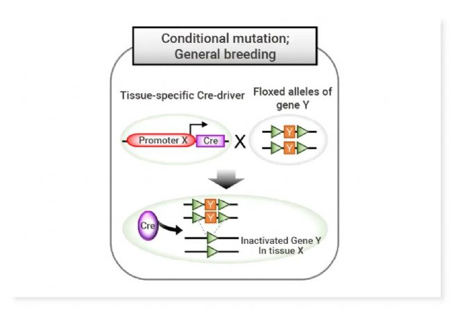 图 5. Cre-loxP 基因敲除小鼠一般育种原则[1]。