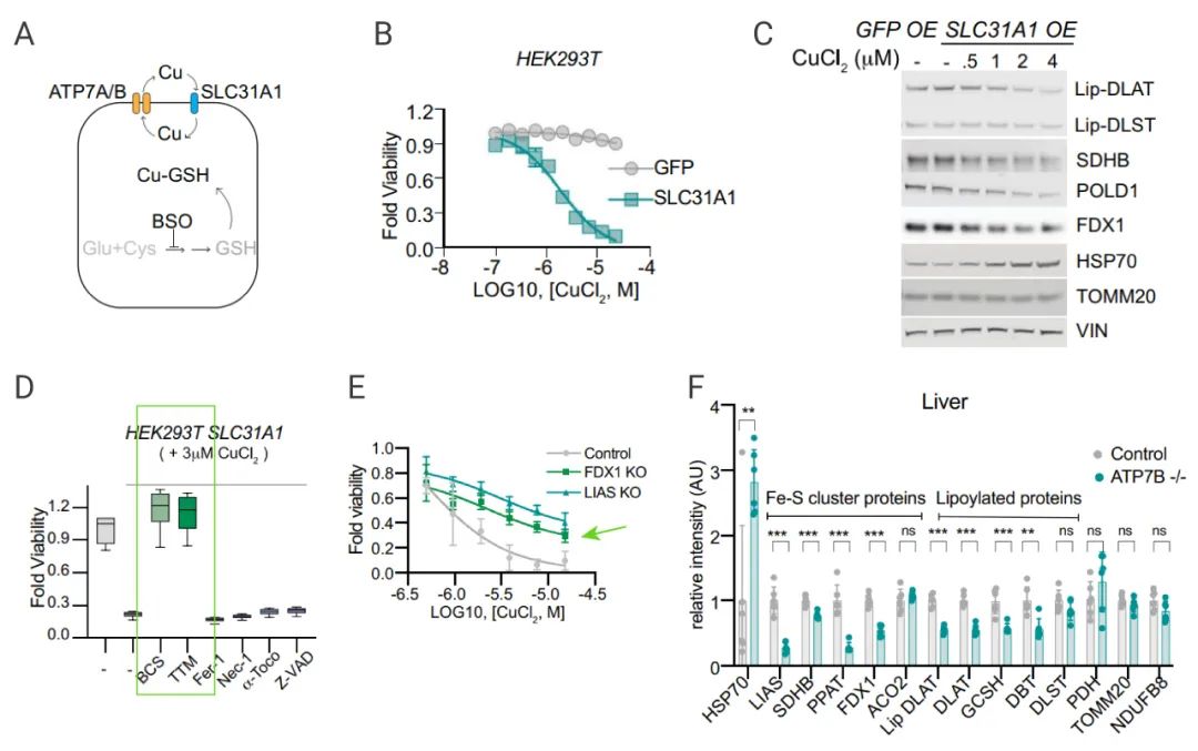 图 9. 化学和基因诱导的铜依赖的细胞死亡之间具有共同的机制性[2 A：铜稳态示意图；B-C：过表达SLC31A1，CuCl2 处理细胞；D：用  Nec-1 等处理过表达 SLC31A1 的细胞，加入 CuCl2，检测细胞活力；E：FDX1 KO 细胞中过表达 SLC31A1，加入 CuCl2 处理后检测细胞的活力；F：检测 Atpb7b-/- 小鼠与对照组肝脏的蛋白质含量
