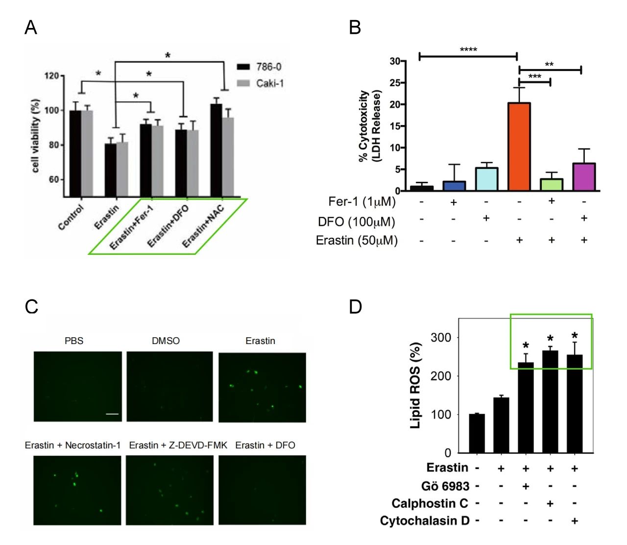 图 3. 不同方法证明某药物对铁死亡的保护作用 A: 不同抑制剂提前预处理 786-O 细胞; B: 乳酸脱氢酶法测定细胞活力; C: ROS 探针检测活性氧; D: 胞内脂质活性氧的检测