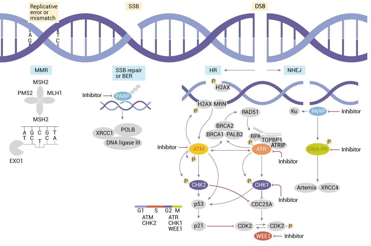 图 3. 部分 DNA 损伤反应通路靶标[9]