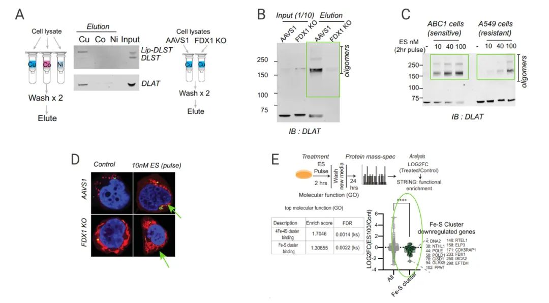 图 8. 铜直接结合硫辛酰化的 DLAT 并诱导其寡聚化[2] A：细胞提取蛋白和偶联铜的树脂的结合；B：FDX1 敲除细胞中提取蛋白和偶联铜的树脂的结合；C：IB 分析 DLAT 蛋白寡聚化；D: 免疫荧光共定位分析 E: Mass 分析
