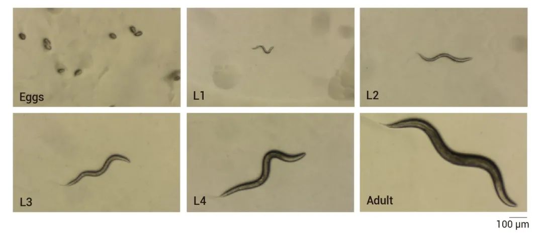 图 1. 秀丽隐杆线虫生命周期阶段的显微图像[1]
