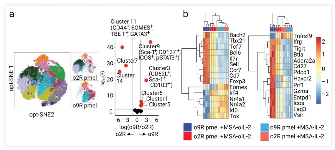Fig. 6. MSA-oIL-2 使 o9R Pmel T 细胞获得 TSCM 表型[5] a. MSA-oIL-2 (5 μM) 体外处理 o2R 和 o9R Pmel T 细胞 48h 后 opt-SNE 簇的分布。b. o2R 和 o9R Pmel T 细胞在 MSA-IL-2(50 nM) 或 MSA-oIL-2 (5 μM) 处理后基因表达的热图